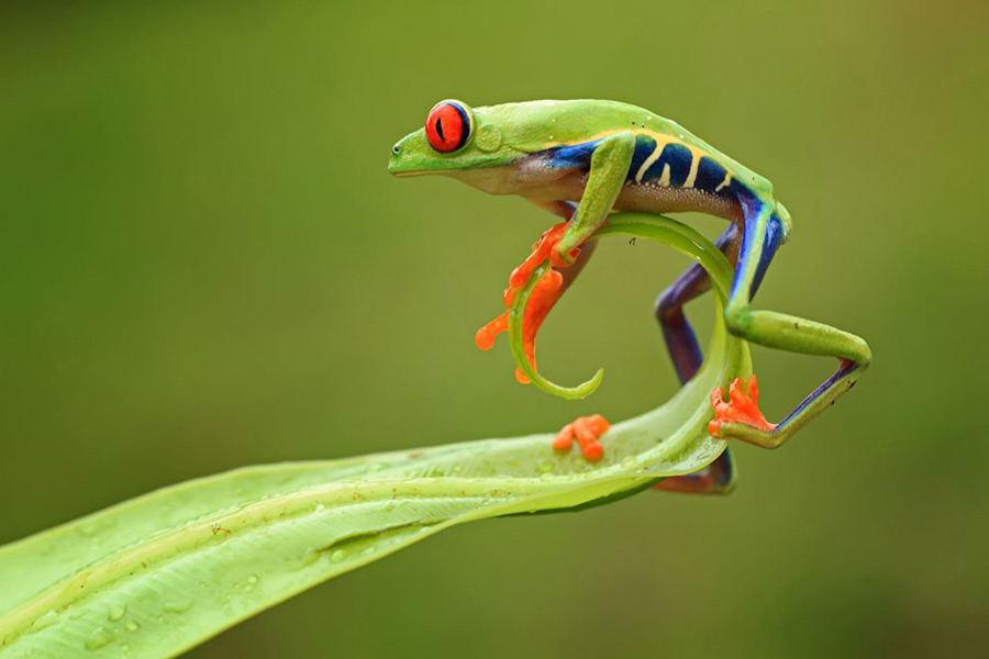 “Acrobatic performer”: The red-eyed frog stays on the edge of the leaf, as if doing acrobatic performance. (Photo/Xinhua)