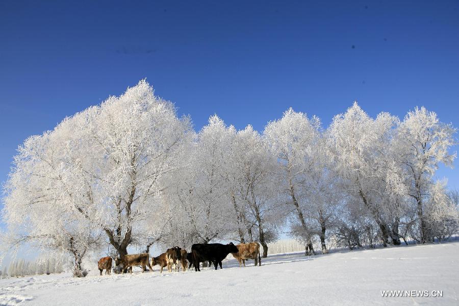 Photo taken on Dec. 6 shows the rime scenery at Xemirxek Town, Altay City, northwest China's Xinjiang Uygur Autonomous Region. Affected by the heavy snow and low temperature, Altay City received rime on Thursday. (Xinhua/Ye Erjiang) 