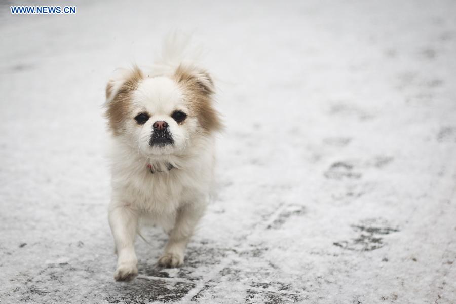 A pet dog walks in snow in Shijingshan District, Beijing, capital of China, Dec. 12, 2012. A snow hit China's capital city on Wednesday. (Xinhua/Zheng Huansong)