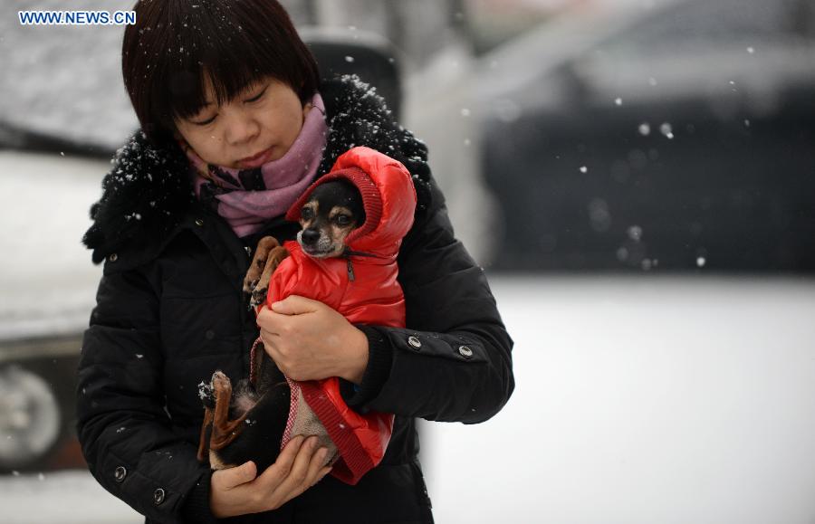 A woman holds her pet dog as she walks in snow in Beijing, capital of China, Dec. 12, 2012. A snow hit China's capital city on Wednesday. (Xinhua/Wang Jianhua)