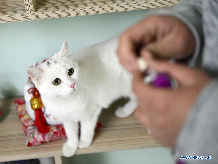 A cat stares at the food in shopkeeper Gao Ming's hands at a cat-themed coffee bar in Harbin, capital of northeast China's Heilongjiang Province, Dec. 13, 2012. (Xinhua/Wang Kai)
