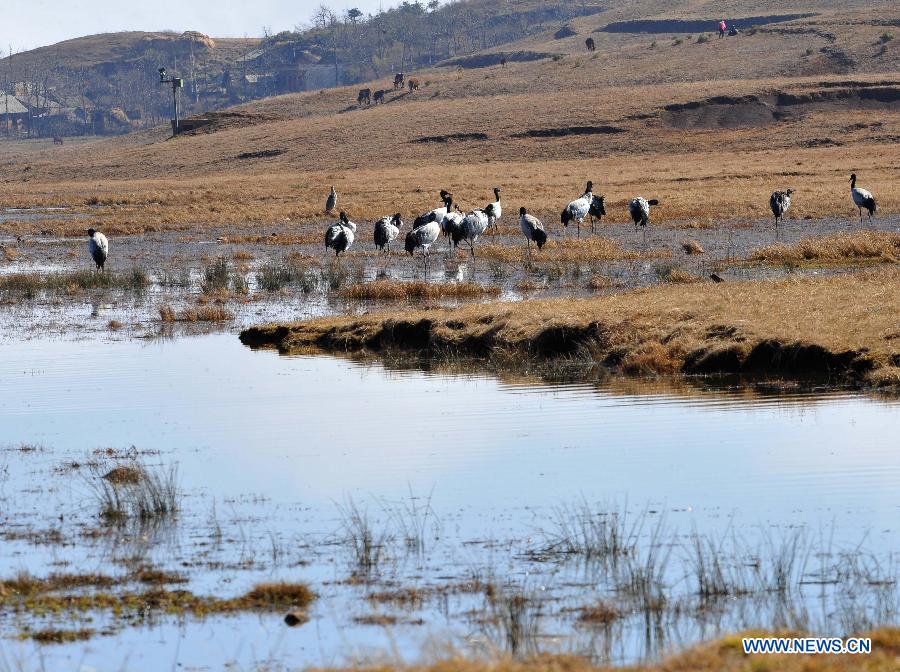 Black-necked cranes are seen at the Dashanbao state nature reserve of black-necked cranes in Yanjin County, southwest China's Yunnan Province, Dec. 18, 2012. Over 1,700 black-necked cranes chose to spend this winter at the reserve, 500 more than last year. (Xinhua/Chen Haining) 