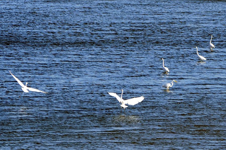 Egrets are seen in the Linchun River in Sanya City, south China's Hainan Province, Dec. 19, 2012. As winter comes, more egrets fly from the north to spend winter in Sanya. (Xinhua/Hou Jiansen) 