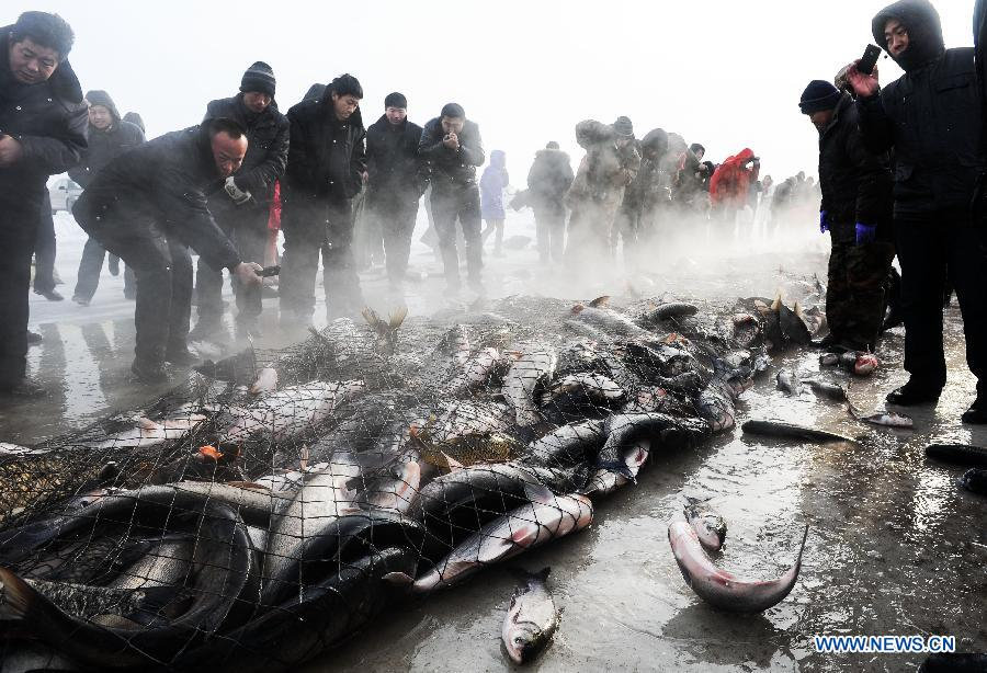 Photo taken on Dec. 24, 2012 shows fish caught by fishmen during an ice fishing festival in Zhenlai County, northeast China's Jilin Province. (Xinhua/Xu Chang) 