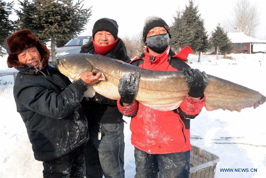 Staff members demonstrate fish caught during a trial fishing in the run-up to a winter fishing festival on the frozen surface of Changling Lake, Harbin, capital of northeast China's Heilongjiang Province, Dec. 24, 2012. Each year, the fishery of Changling Lake turns out 100,000 kilograms of commercial fish. (Xinhua/Wang Song)