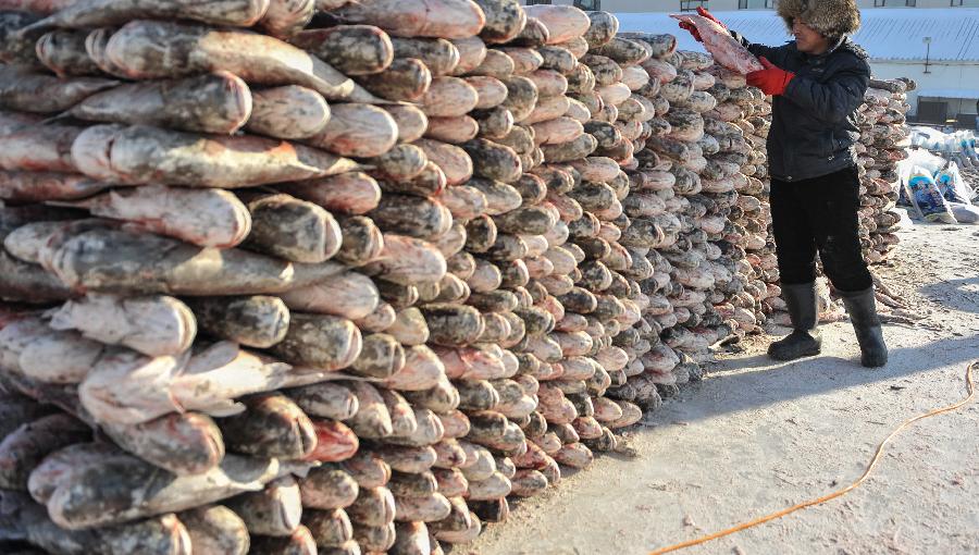 A fisherman stacks fish that were netted during an ice fishing event in the Chagan Lake in Qian Gorlos Mongolian Autonomous County, northeast China's Jilin Province, Dec. 27, 2012. (Xinhua/Wang Haofei) 