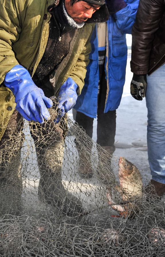 A fisherman collects fish during an ice fishing event in the Chagan Lake in Qian Gorlos Mongolian Autonomous County, northeast China's Jilin Province, Dec. 27, 2012. (Xinhua/Wang Haofei) 