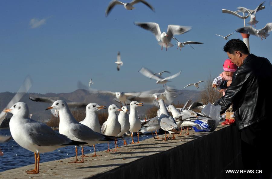 Citizens feed black-headed gulls beside the Dianchi Lake in Kunming, capital of southwest China's Yunnan Province, Dec. 28, 2012. More than 35,000 black-headed gulls have come to Kunming for winter this year. (Xinhua/Lin Yiguang)  