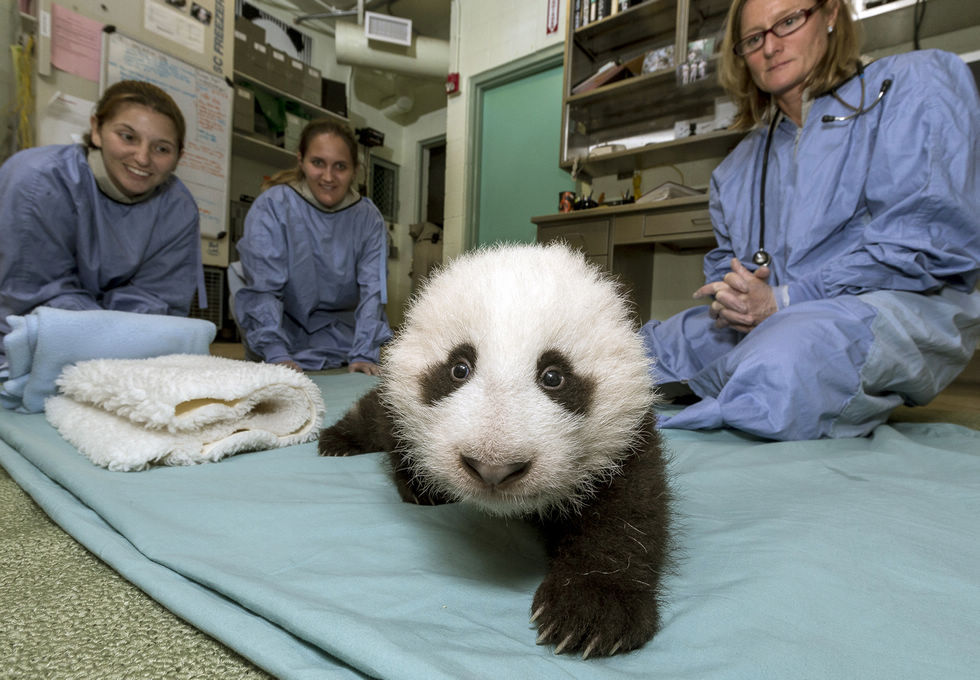 A new photo released by the San Diego Zoo shows a baby panda learning how to walk on Oct.18, 2012. (Xinhua/AP)