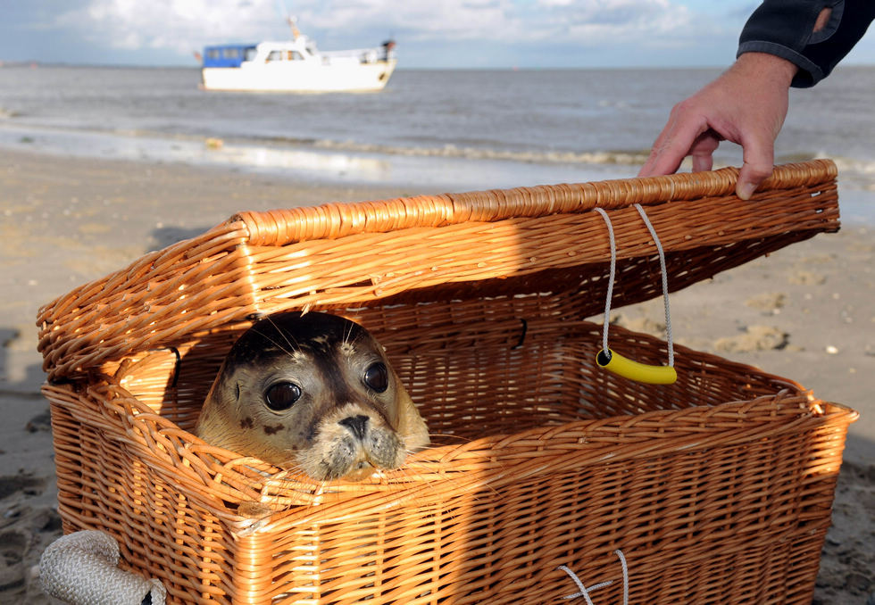 A baby seal looks around curiously from a basket in Germany on Oct.4. About 50-100 baby seals have been abandoned by their mother each year after the rescue staffs take them back to rescue shelter. (Xinhua/AFP)