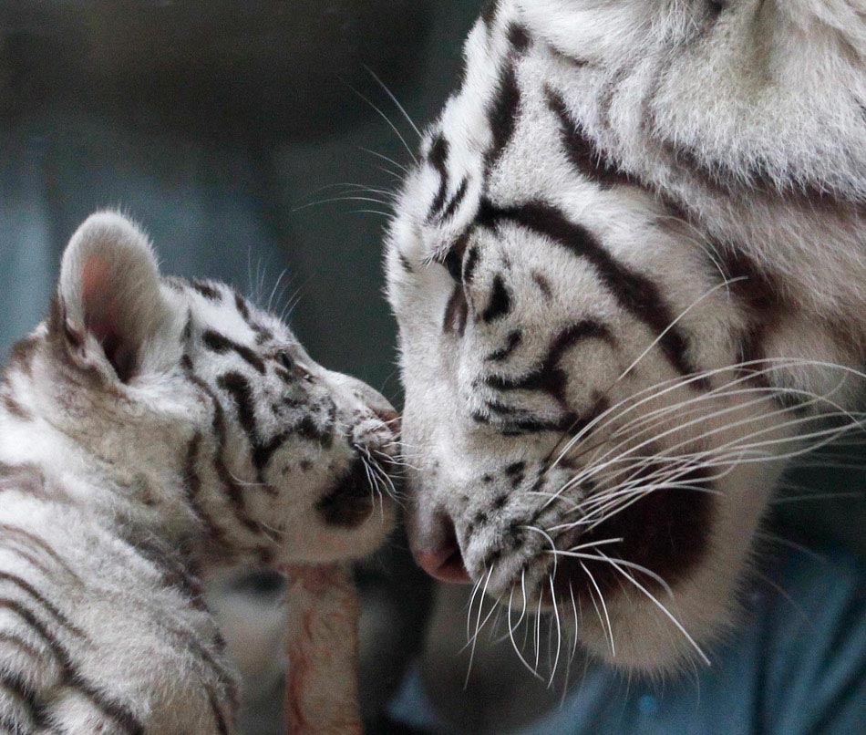An Indian white tiger cub plays with his mother in a zoo in Liberec, Czech Republic, on September 3. (Xinhua/ Associated Press)