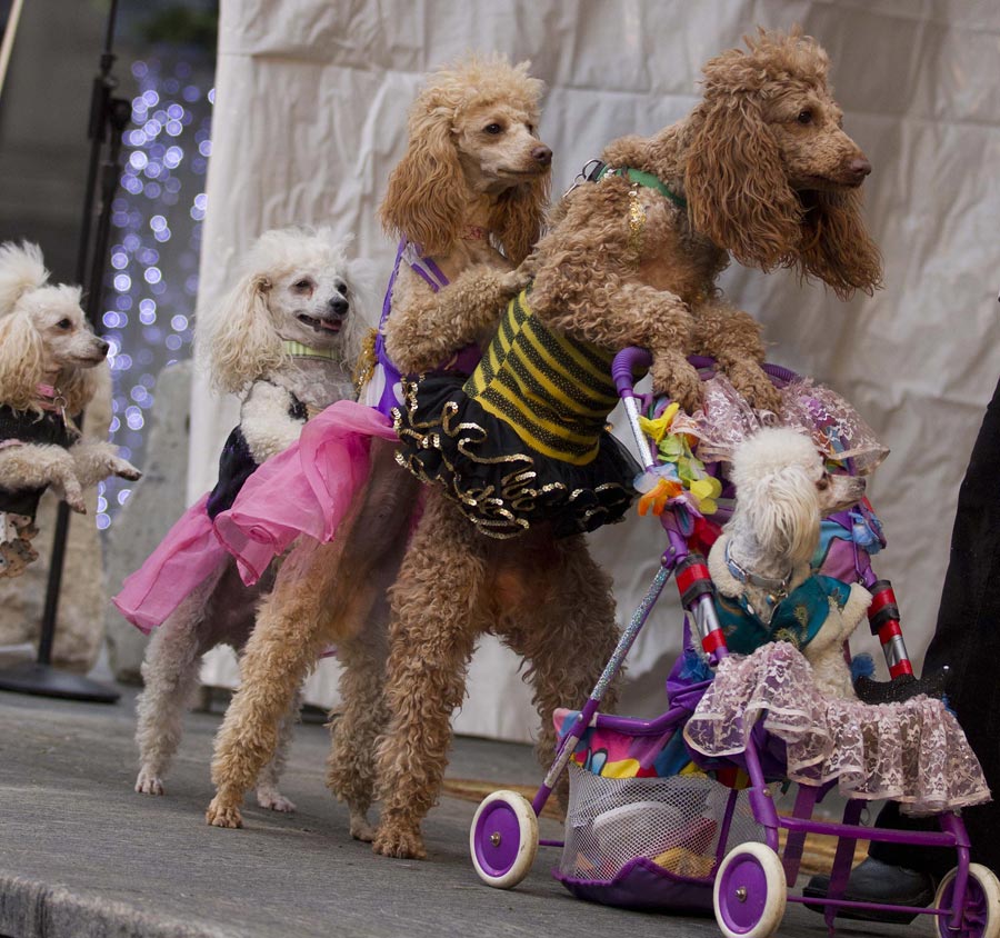  Trained pet dogs perform at the Children Carnival in Toronto, Canada, Dec. 1, 2012. The Toronto winter Children Carnival was held on the Dundas square on that day, including the entertainment performance, science and education display, which has attracted many children to come with their parents. (Xinhua/Zhou Zheng)