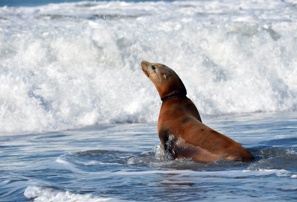 In this photo released by the Marine Mammal Center, sea lion Blonde Bomber makes its way for the ocean after being released at Rodeo Beach near Sausalito, Calif., Thursday Oct. 18, 2012. (Xinhua/AP)