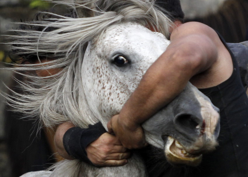 A reveler tries to hold on a wild horse at a traditional horse event in the northwestern village of Spain on July 7, 2012. (Reuters/Miguel Vidal)