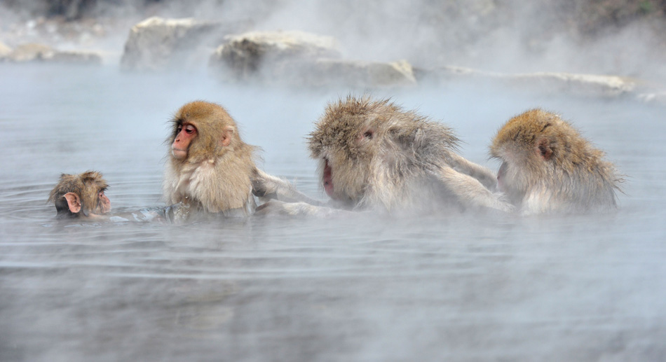 Several Japanese macaques enjoy the hot spring in the Jigokudani Monkey Park in Nagano, Japan on Dec. 7, 2012. There are approximately 160 monkeys living here. The monkeys taking the hot spring bath has already become well-known scenery. （Xinhua/AFP）