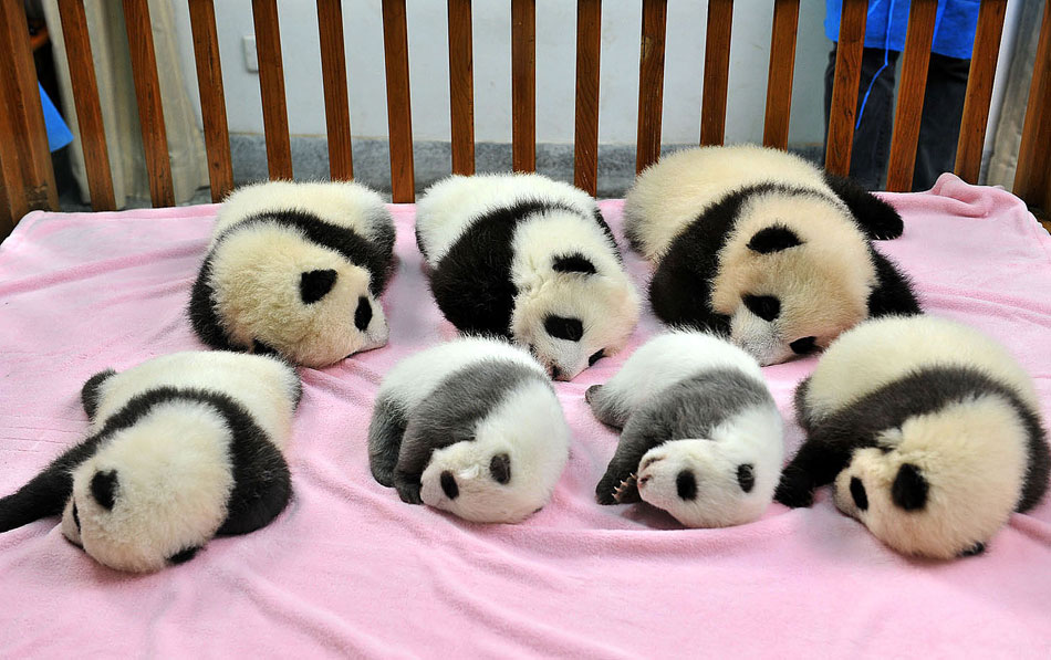 Seven giant panda cubs that were recently born sleep while meeting with the public at the Chengdu Research Base for Giant Panda Breeding in Chengdu, capital of southwest China's Sichuan Province, on Nov. 1, 2012. (Xinhua/Cai Kai)