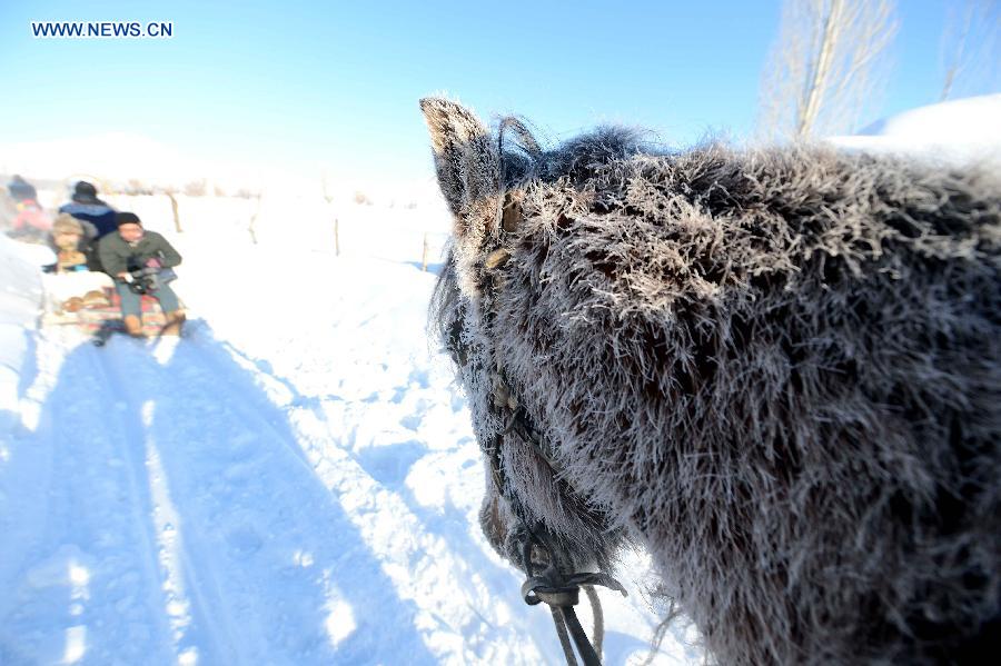 A horse drags a sledge after snowfall in Altay, northwest China's Xinjiang Uygur Autonomous Region, Dec. 28, 2012. Beautiful snow scenery here attracts a good many tourists. (Xinhua/Sadat)