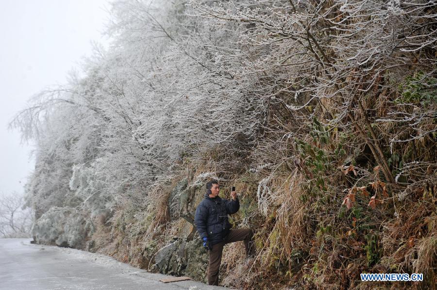 A visitor takes pictures of the branches with icicles on Mao'er Mountain in Guilin, south China's Guangxi Zhuang Autonomous Region, Jan. 7, 2013. (Xinhua/Lu Bo'an)
