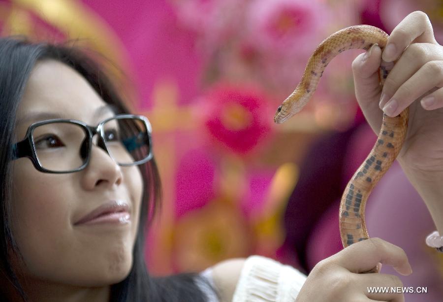 A model presents a snake during a snake show held in a shopping mall in Hong Kong, south China, Jan. 10, 2013. The snake show was held here to welcome Chinese lunar new year, the Year of Snake on the Chinese Zodiac. (Xinhua/Lui Siu Wai) 