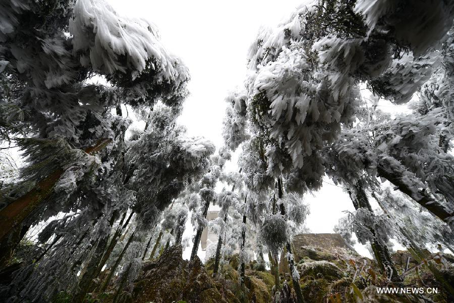 A photographer takes pictures of rimed plants in Luoping County of Qujing City, southwest China's Yunnan Province, Jan. 9, 2013. Lingering cold and freezing rain caused a sudden drop in temperature in Luoping County. (Xinhua/Mao Hong)