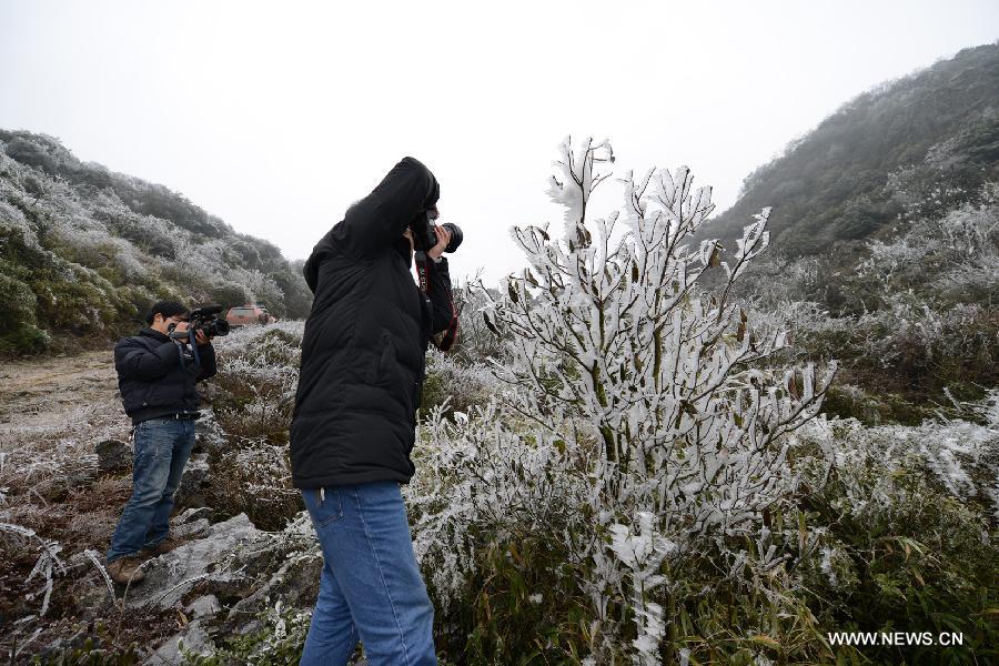 Photo taken on Jan. 9, 2013 shows the rimed plants in Luoping County of Qujing City, southwest China's Yunnan Province. Lingering cold and freezing rain caused a sudden drop in temperature in Luoping County. (Xinhua/Mao Hong)