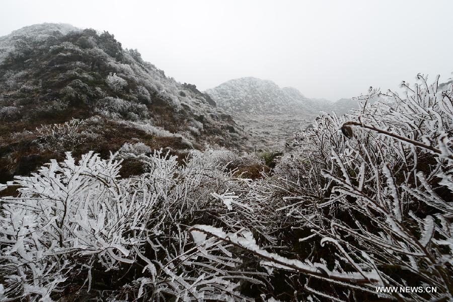 Photographers take pictures of rimed plants in Luoping County of Qujing City, southwest China's Yunnan Province, Jan. 9, 2013. Lingering cold and freezing rain caused a sudden drop in temperature in Luoping County. (Xinhua/Mao Hong)