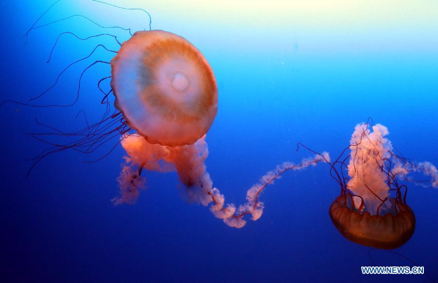 Photo taken on Jan. 10, 2013 shows the jellyfishes at the Ocean Park in Hong Kong, south China. (Xinhua/Li Peng)