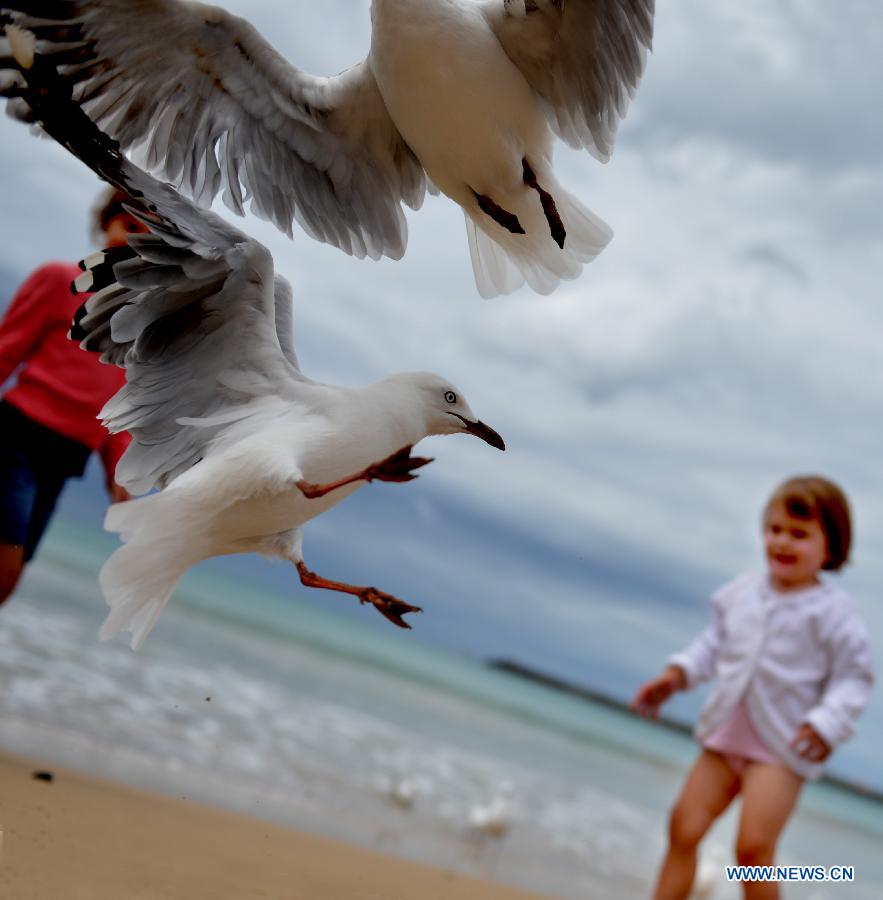 Kids play with the seabirds at the beach in Melbourne, Australia, Jan. 12, 2013. (Xinhua/Chen Xiaowei) 