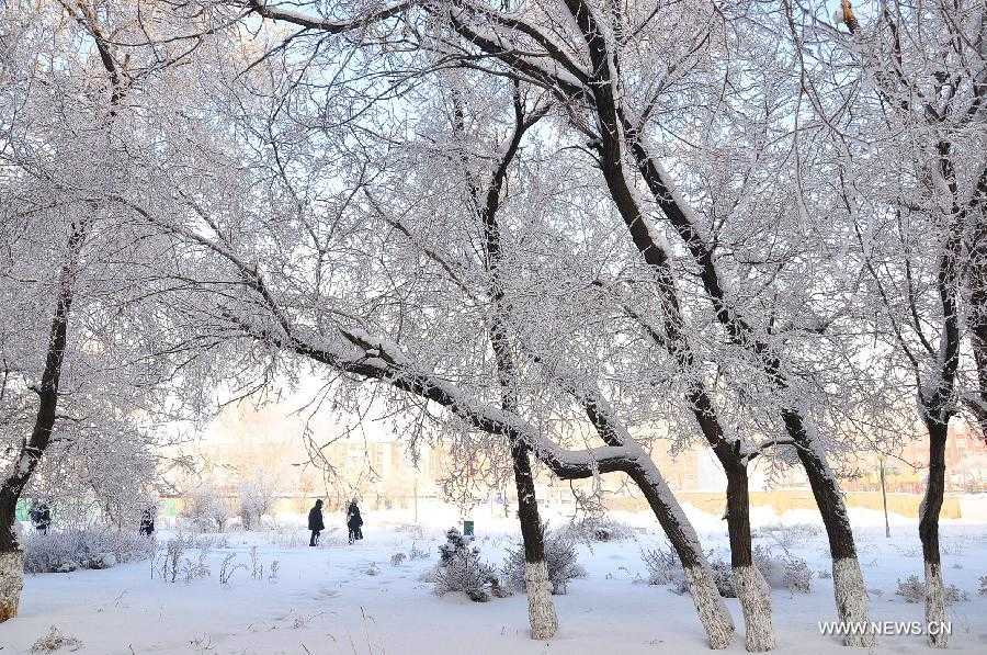 Photo taken on Jan. 12, 2013 shows rimed trees on a street in Yakeshi City, north China's Inner Mongolia Autonomous Region. (Xinhua/Yu Changjun) 