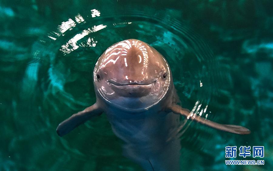 This river dolphin lives in Wuhan aquarium, the only place in the world for artificial--rearing river dolphins. At present there are seven river dolphins in the aquarium. (Xinhua/Cheng Min)