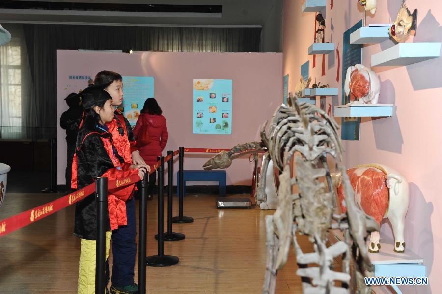 Children look at an exhibition of animals at the science experience hall for youths in the Heilongjiang Museum in Harbin, capital of northeast China's Heilongjiang Province, Jan. 15, 2013. As winter holiday begins in Harbin, children can visit the hall for free and take part in scientific lectures held by the museum. (Xinhua/Wang Song)