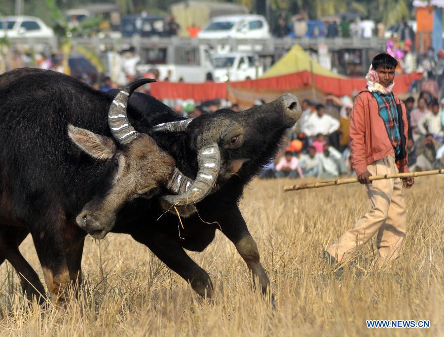 Villagers watch a traditional buffalo fight at Ahatguri, some 80 km away from Guwahati, capital city of India's northeastern state of Assam, Jan. 15, 2013. The age-old buffalo fight is organized on the occasion of the harvest festival "Bhogali Bihu". (Xinhua) 