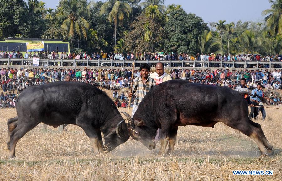 Villagers watch a traditional buffalo fight at Ahatguri, some 80 km away from Guwahati, capital city of India's northeastern state of Assam, Jan. 15, 2013. The age-old buffalo fight is organized on the occasion of the harvest festival "Bhogali Bihu". (Xinhua) 
