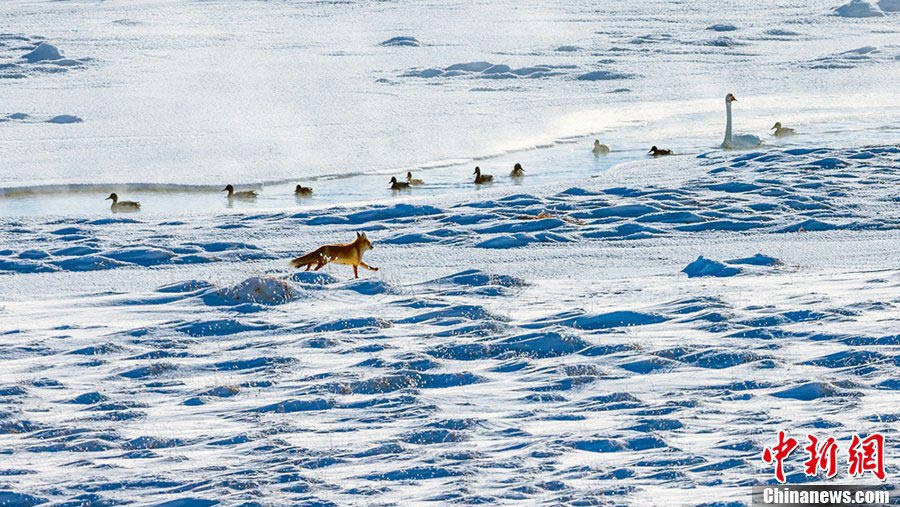 Swans and a fox are seen on the Bayinbuluke Prairie in Xinjiang Uyghur Autonomous Region. As many environmental projects have been launched, more people are engaged in protecting the natural environment and wildlife in the region. (CNS/Wang Wei)