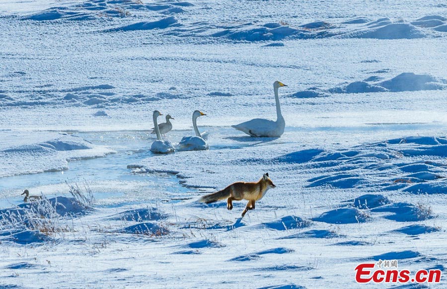 Swans and a fox are seen on the Bayinbuluke Prairie in Xinjiang Uyghur Autonomous Region. As many environmental projects have been launched, more people are engaged in protecting the natural environment and wildlife in the region. (CNS/Wang Wei)