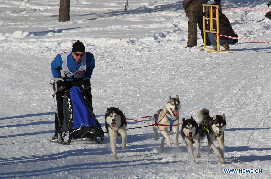 A participant competes during the third International dog sled race held at the suburbs of Minsk, Belarus, Jan. 27, 2013. About 150 participants from Belarus and neighboring Russia, Latvia and Lithuania took part in the competition. (Xinhua/Geng Ruibin)