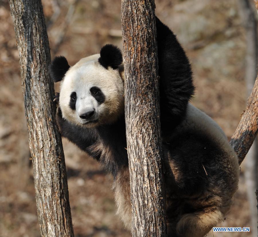 Three-year-old female Giant Panda "Yaya" climbs a tree in the Qinling Giant Panda Field Training Base in Foping County, northwest China's Shaanxi Province, Jan. 28, 2013. "Yaya" was brought here a month ago to get trained in food seeking and climbing in the wilderness. (Xinhua/Ding Haitao)
