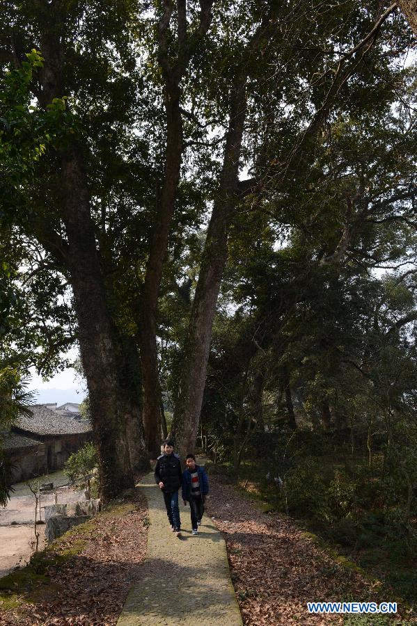 Two children walk on the path along an old tree corridor in Fuxi Village in Yifeng County, east China's Jiangxi Province, Jan. 30, 2013. The old tree corridor consisting of over 100 ancient trees was established in the early Song Dynasty (960-1279) in the village and was well-conserved until now. Some of the trees aged more than 1,000 years. (Xinhua/Song Zhenping) 