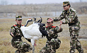 Rare birds and wetlands protection in Yancheng