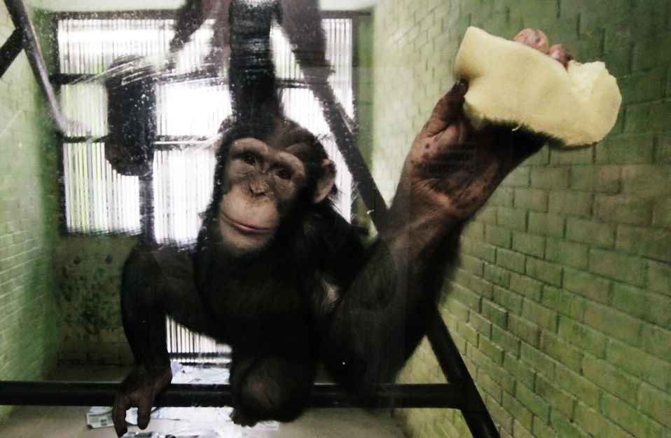 A chimpanzee at the Krasnoyark Royev Ruchey Zoo has learned to wash the window of her own enclosure. She also cleans the enclosure she shares with Tikhon, her fellow chimpanzee. (Xinhua News Agency/Reuters)