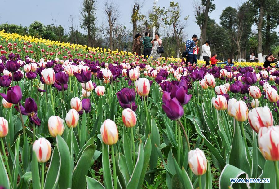 People enjoy themselves at a tulip field in the garden landscape park of Liuzhou City, south China's Guangxi Zhuang Autonomous Region, Feb. 7, 2013. (Xinhua/Li Bin)