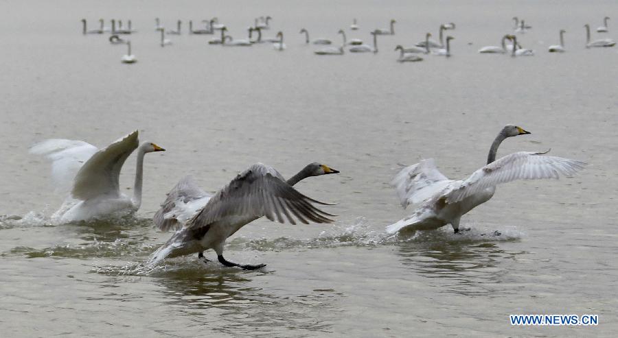 Swans are seen on the wetland of the Yellow River in Pinglu County of Yuncheng City, north China's Shanxi Province, Feb. 14, 2013. (Xinhua/Xue Yubin)