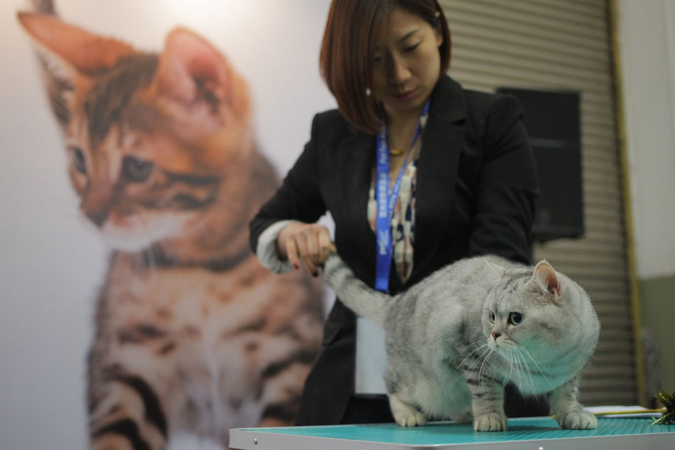 Pets with hilarious expressions attract visitors to Shanghai Pet Fair (13)