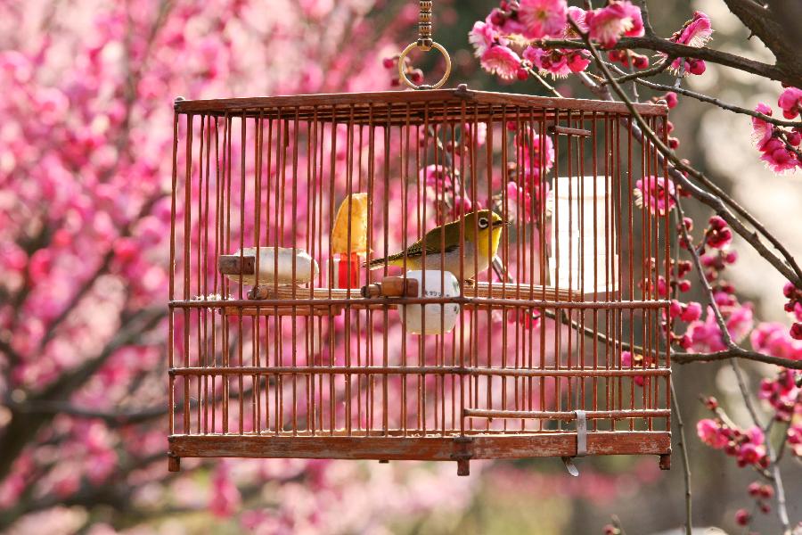 Photo taken on March 2, 2013 shows a bird in cage hang from a plum tree at the Gulin Park in Nanjing, capital of east China's Jiangsu Province. (Xinhua/Wang Xin)