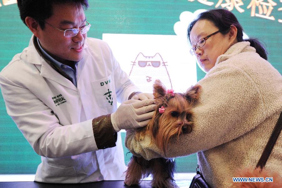 A pet veterinarian checks a pet dog during the 5th Shanghai Pet Fair in east China's Shanghai Municipality, March 1, 2013. The pet fair opened here Friday. (Xinhua/Lai Xinlin) 