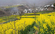 Blooming rape flowers in China's Sichuan 