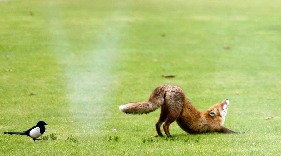 A fox stretches next to a magpie in the garden of the chancellery in Berlin, Germany, Feb. 27, 2013. (Xinhua/AP Photo)