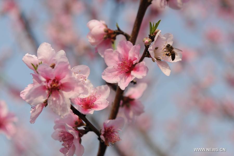 A bee flies among peach flowers in Hechi County, south China's Guangxi Zhuang Autonomous Region, March 3, 2013. (Xinhua/Wei Rudai)