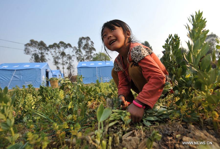 The 7-year-old girl Shi Hongmei harvests vegetable at Qiandian Village of Liantie Township in Eryuan County of Dali Bai Autonomous Prefecture, southwest China's Yunnan Province, March 4, 2013. A 5.5-magnitude earthquake hit Eryuan County on March 3. Thirty people have been confirmed injured, while some 21,000 people have been evacuated. (Xinhua/Lin Yiguang) 