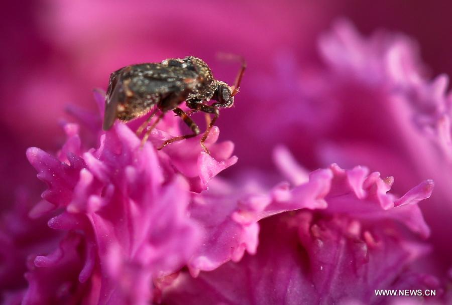 Photo taken on March 5, 2013 shows an insect standing on a flower petal in Zhenjiang of east China's Jiangsu Province. Tuesday marks the day of "Jingzhe", literally meaning the awakening of insects, which is the third one of the 24 solar terms on Chinese Lunar Calendar. (Xinhua/Yang Lei) 